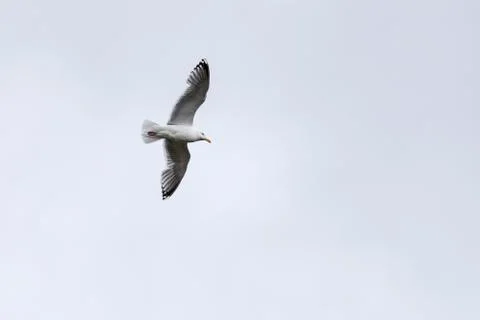 Seagull flies on the sky Stock Photos