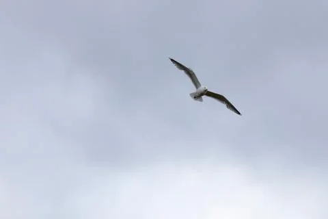 Seagull flies on the sky Stock Photos