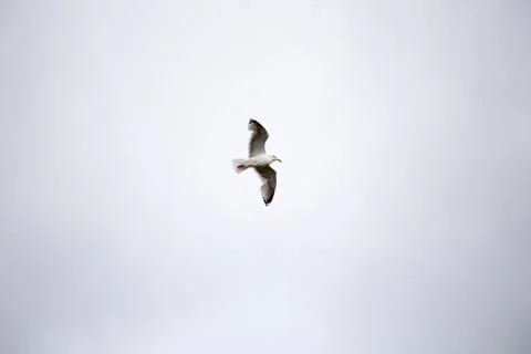 Seagull flies on the sky Stock Photos
