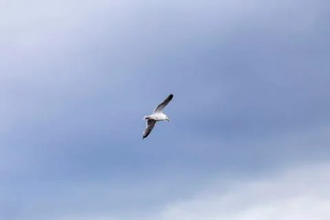Seagull flies on the sky Stock Photos