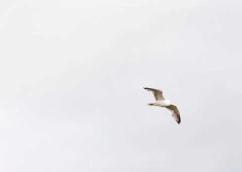 Seagull flies on the sky Stock Photos
