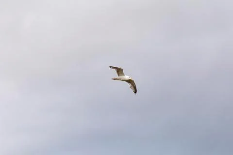 Seagull flies on the sky Stock Photos
