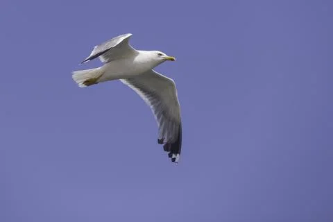 Seagull flies in the sky, Stock Photos