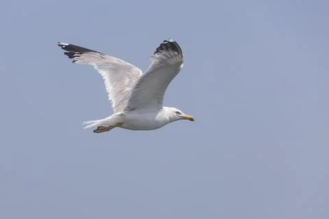 Seagull flies in the sky, Stock Photos