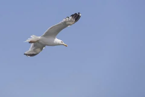 Seagull flies in the sky, Stock Photos
