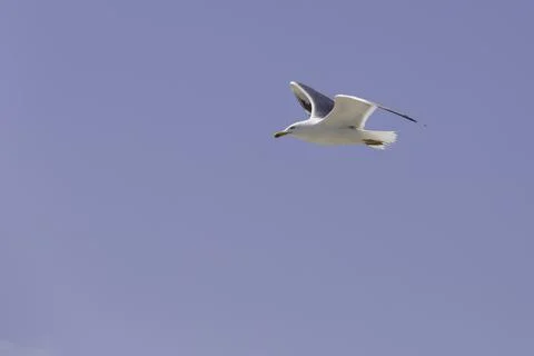 Seagull flies in the sky, Stock Photos