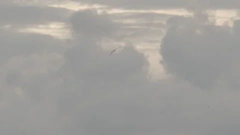 Seagull Flies in Slow Motion Against Warm Sunset Clouds Stock Footage