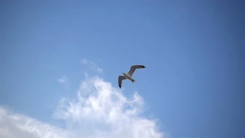 A seagull flies in slow motion Vídeo Stock 127736729
