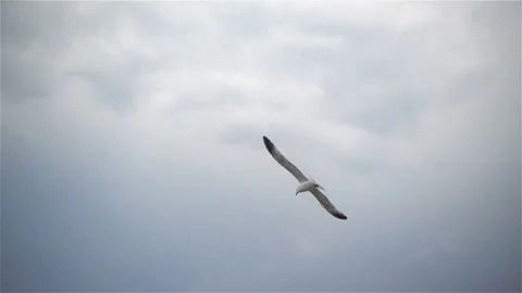 Seagull flies in slow motion Video stock 148105024