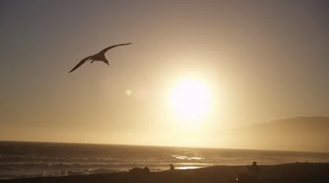 Seagull flies up to sun on beach 4K Stock Footage 39739832