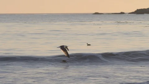Seagull Flies at Sunset Stock Footage 87243237