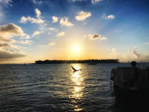Seagull flies in the sunset Stock Photos