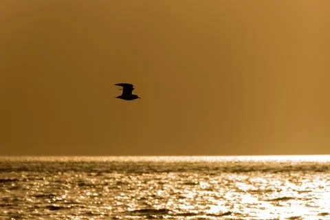 Seagull flies at sunset Stock Photos