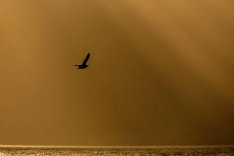 Seagull flies at sunset Stock Photos
