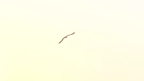 A seagull flies in the sunset sky over the waters of the Arcachon Basin in F Stock Footage 340021242