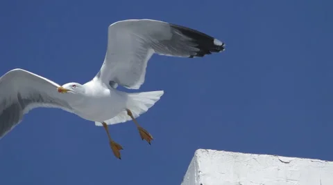 Seagull flies off wall away Stock Footage 63243670