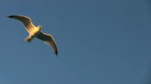 Seagull flight; 2 Stock Footage 12280694