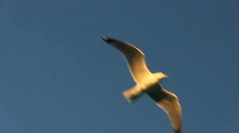 Seagull flight; 3 Stock Footage