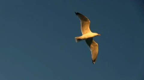 Seagull flight; 4 Stock Footage 12280786