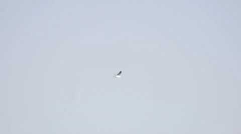Seagull in flight (480fps) Stock Footage 37631791