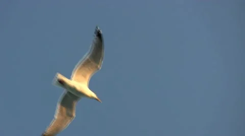 Seagull flight; 6 Stock Footage 12280774