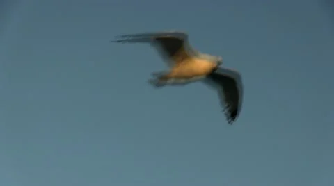 Seagull flight; 7 Stock Footage 12280798