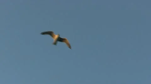 Seagull flight; 9 Stock Footage 12280822
