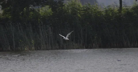 Seagull in flight against the background of trees, 4K slomo 스톡 동영상 222227925