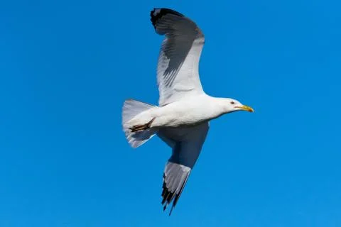 Seagull in flight against the blue sky. Seagull flying Stock Photos