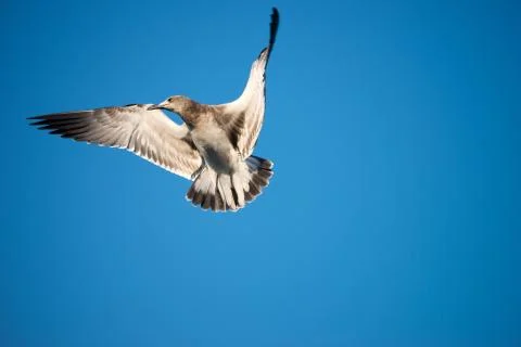 Seagull in flight against a cloudless blue sky background Stock Photos