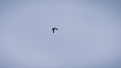 Seagull in flight against cloudy sky slow motion stock footage Vídeo Stock 327849543