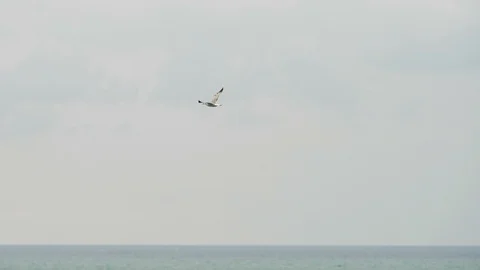 Seagull in flight against the wind over the sea Stock-Footage 94330037