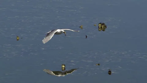 Seagull In Flight, Bird, Fly, Flying Vídeo Stock 345374406