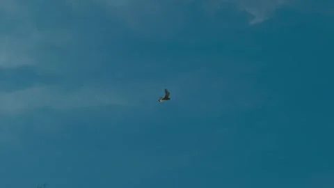 Seagull Flight Blue Sky Odesa Video stock 332076196