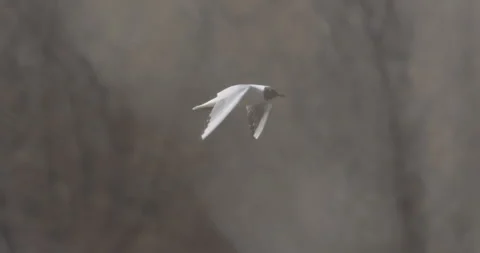 Seagull in flight, close, 4K slomo Stock Footage 194025958