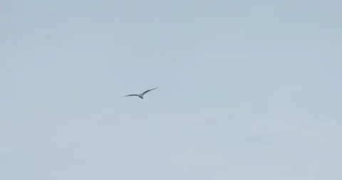 Seagull in Flight, Close-Up Bird Soaring Over Natural Landscape, 7K Stock Footage 333264608