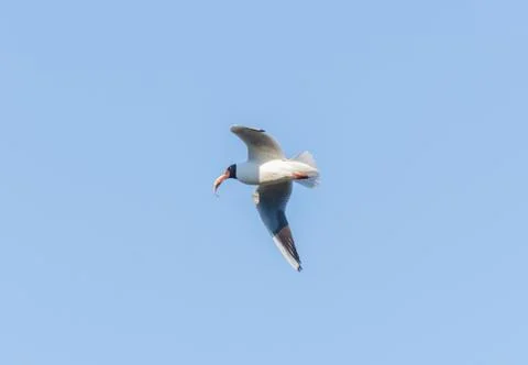 Seagull in flight close-up keeps fish in its beak Stock Photos