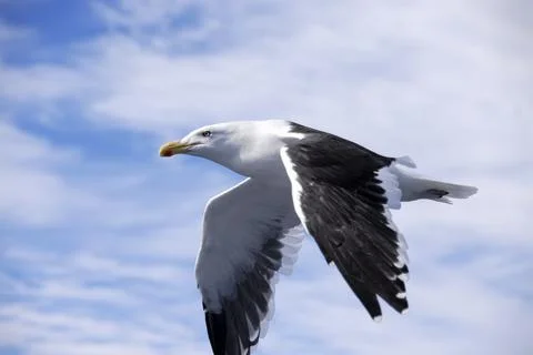 Seagull in flight with cloudy sky in the background Stock Photos