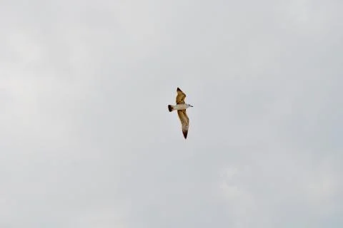 Seagull flight in cloudy sky Stock Photos