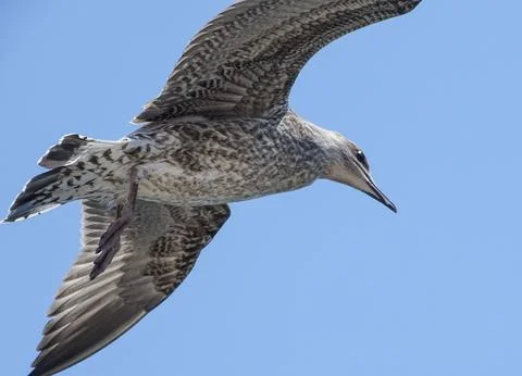 Seagull in flight. In Constanta, Romania Stock Photos