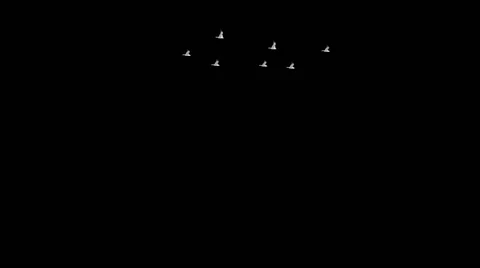 Seagull flight flock birds Stock-Footage 40672959