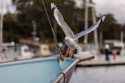 Seagull in Flight Flying Away From a Small Fishing Boat in Tasmania, Australi Stock Photos