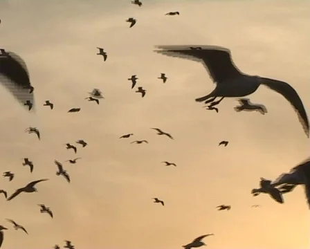 Seagull flight Stockbeeldmateriaal 461298