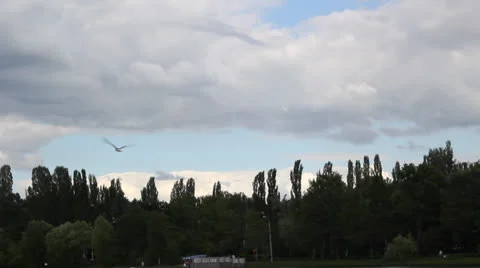 Seagull in flight Video stock 25006358