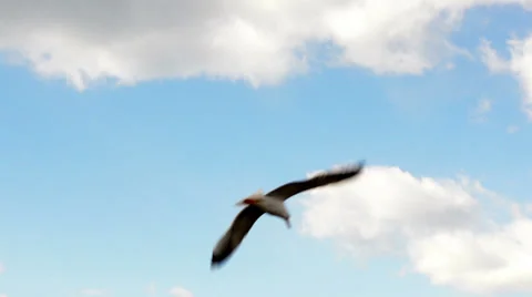 Seagull flight Stock-Footage 37208151