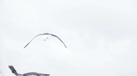 Seagull in flight Video stock 41583481