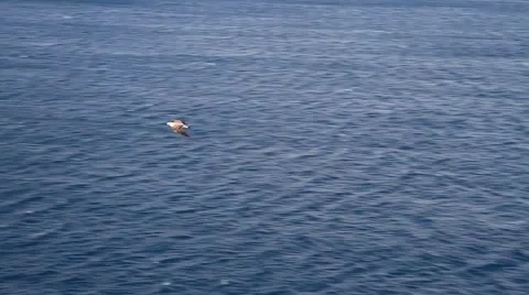 Seagull in flight 動画素材 49550246