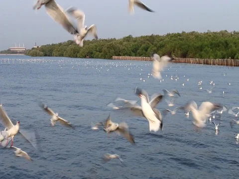Seagull flight Stock Footage 79597887