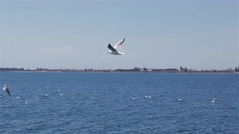 Seagull flight Video stock 95541594