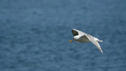 Seagull In Flight Stock Footage 109334745
